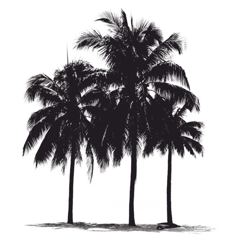 Palmen