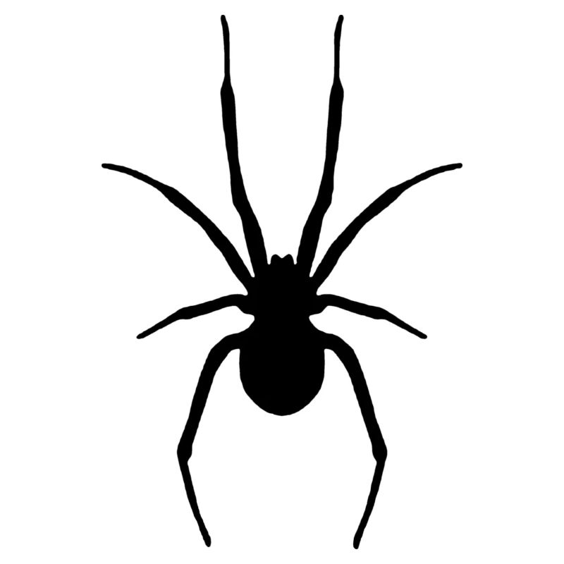 Spinne