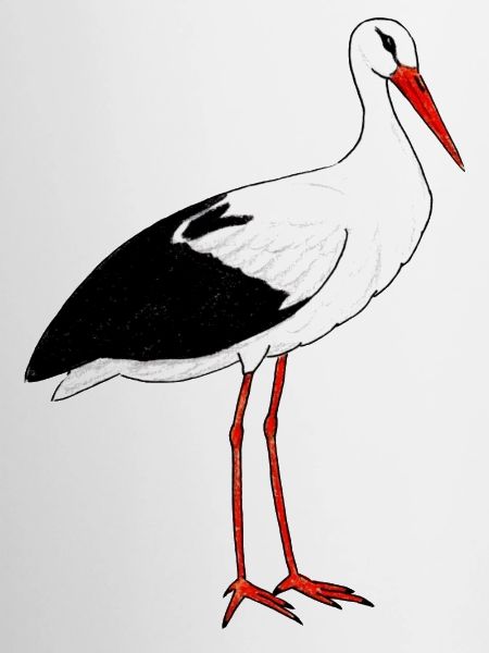 stork