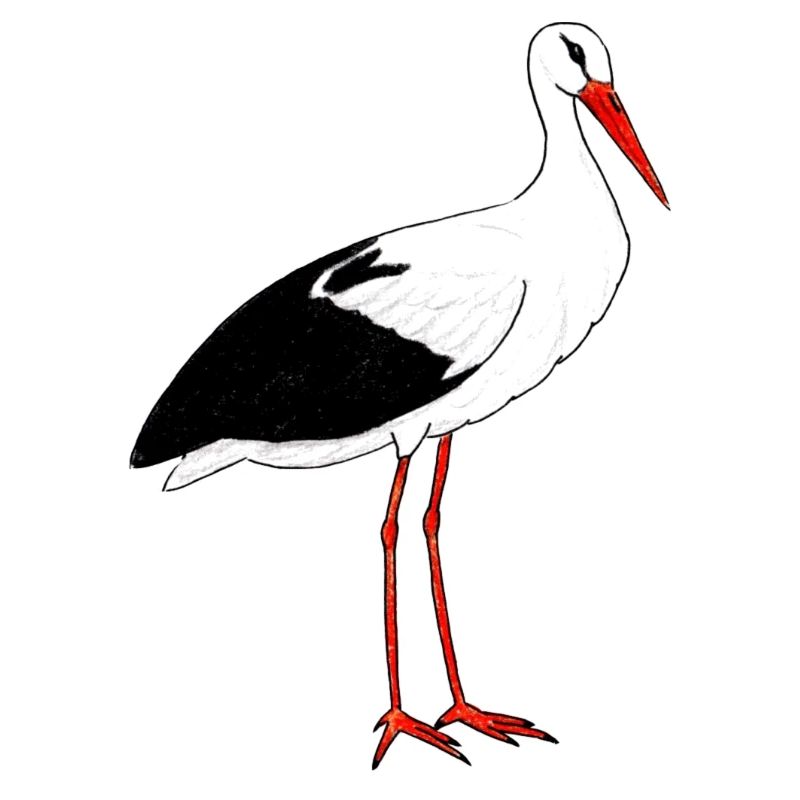 Storch