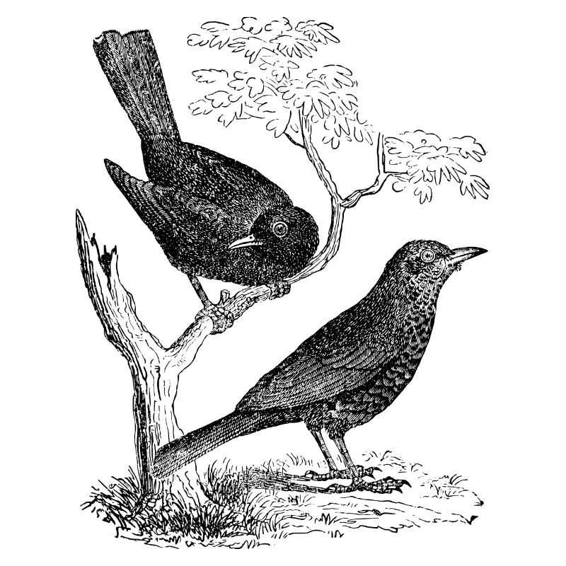 blackbird