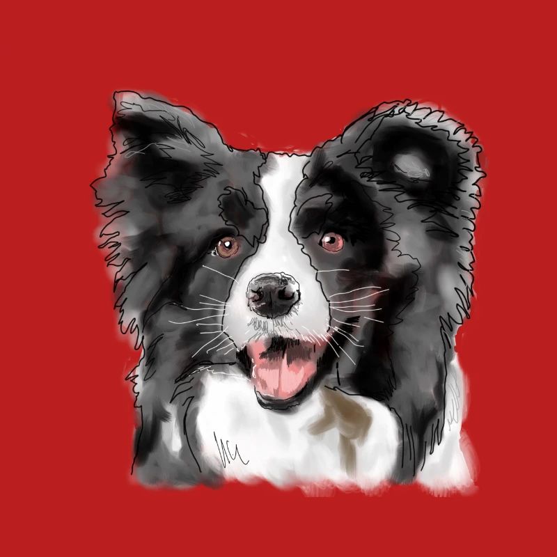 Border Collie