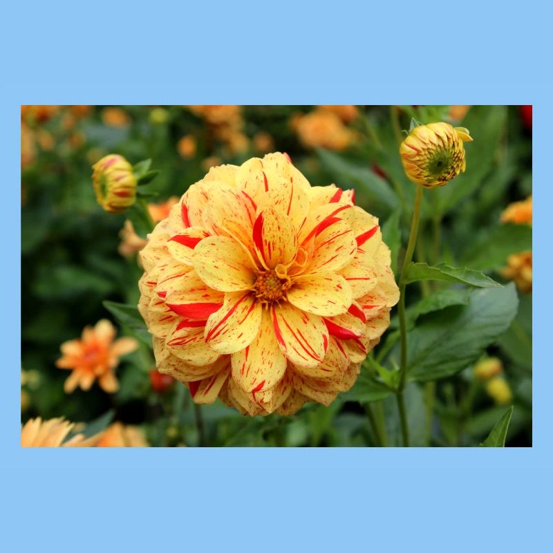 Dahlia, Fleur, Fleur, Jaune, Rouge