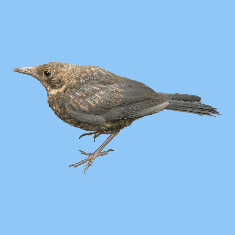 Amsel Jungvogel