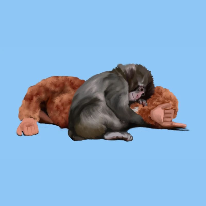 Punch - das Äffchen