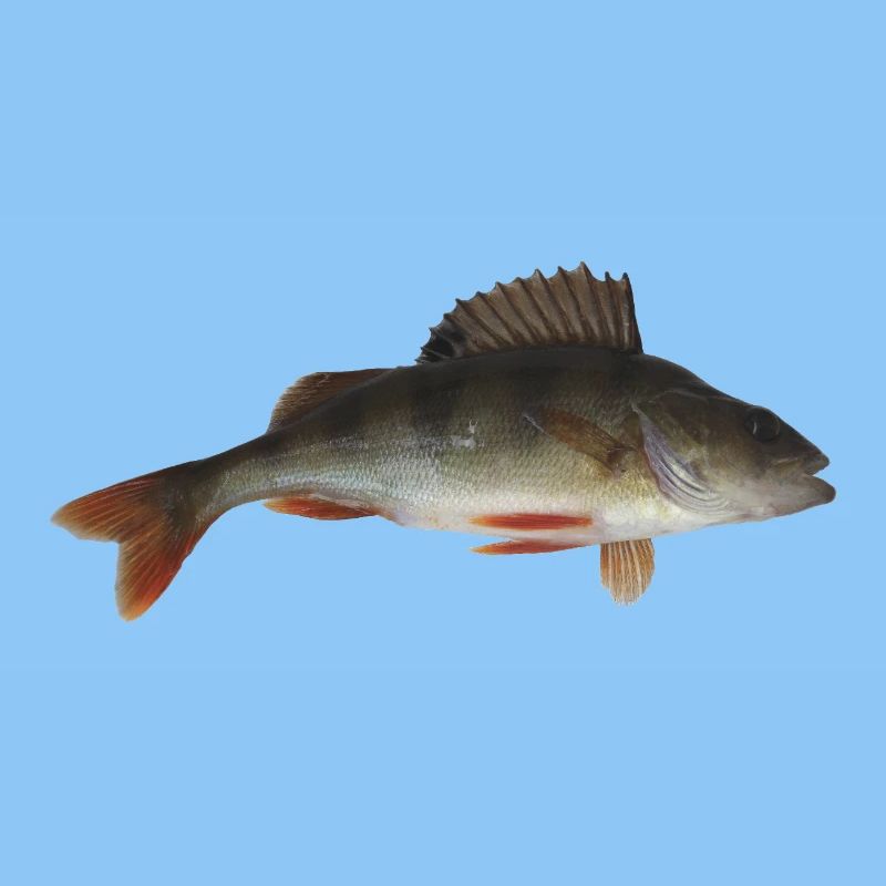 Perch
