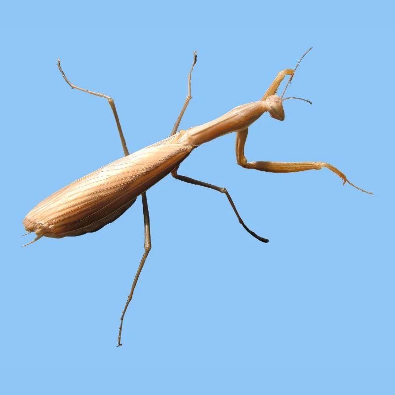 Mantis