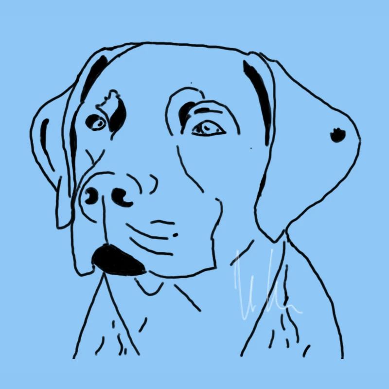 Labrador