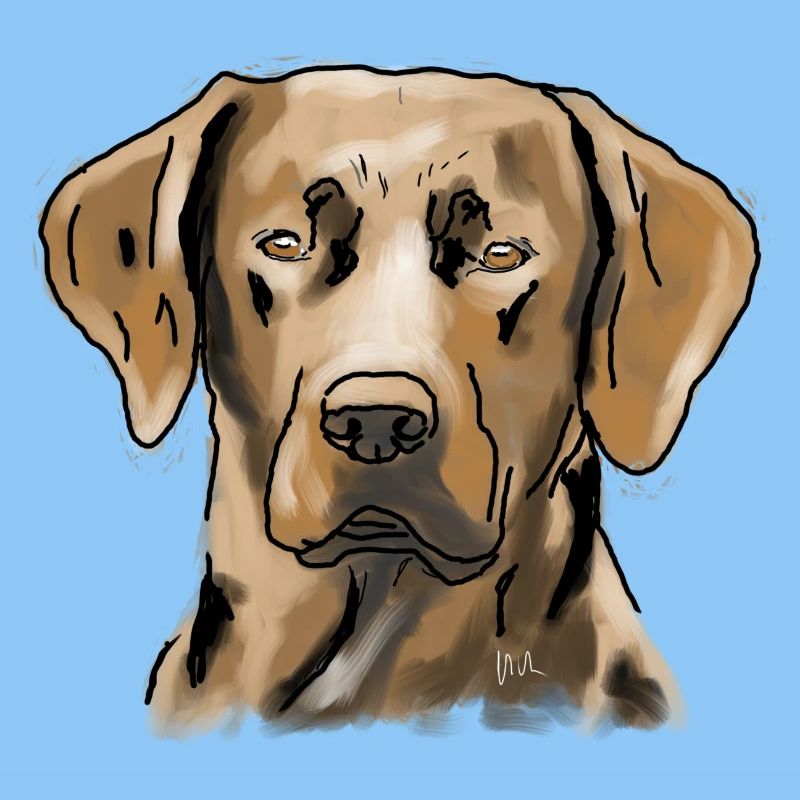 Labrador