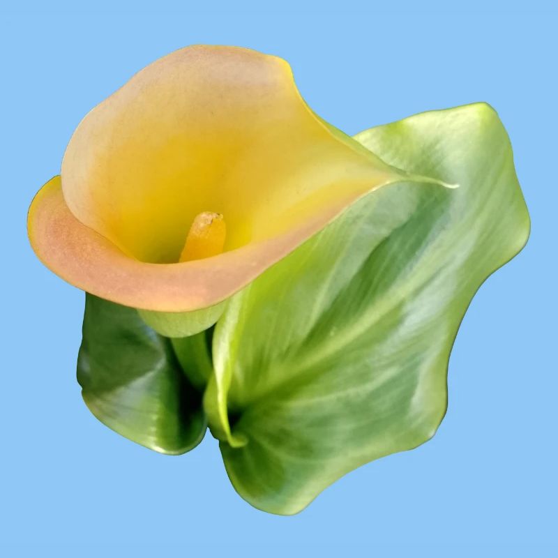 LYS CALLA JAUNE
