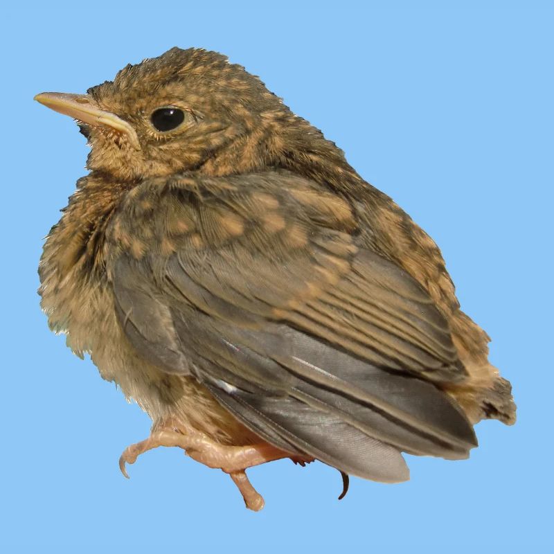 Rotkehlchen Ästling
