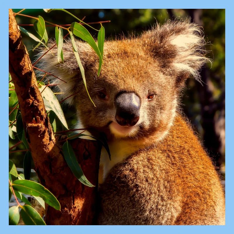Koala