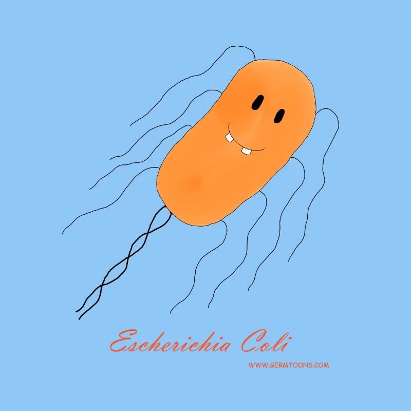 E. coli / Escherichia coli - bacterium