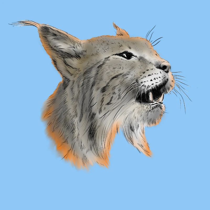 Luchs
