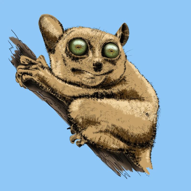 Tarsier