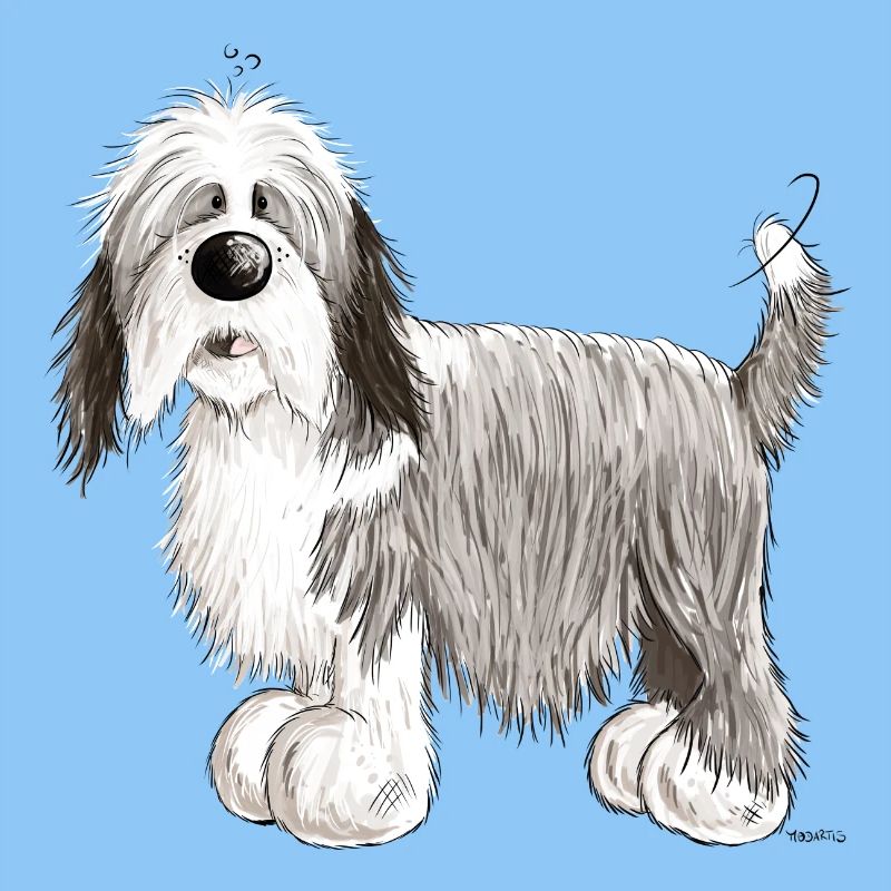 Der Bearded Collie