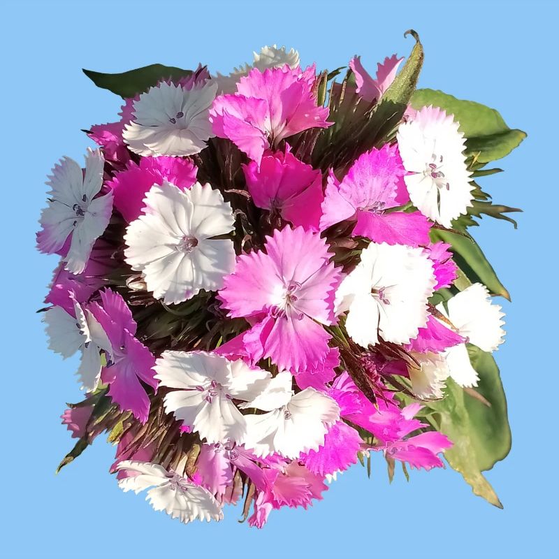 Bouquet d’œillets
