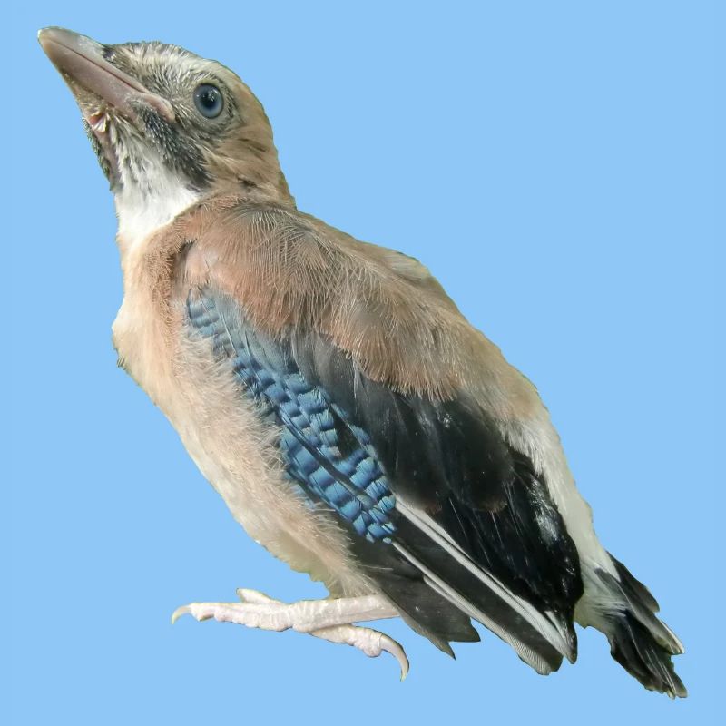 Eichelhäher Jungvogel