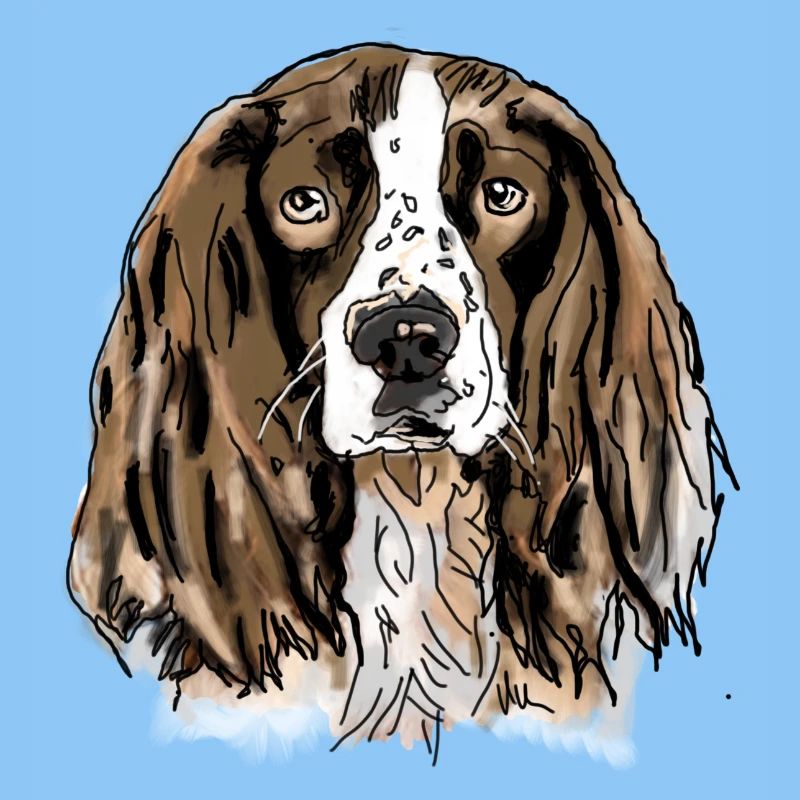 Spaniel