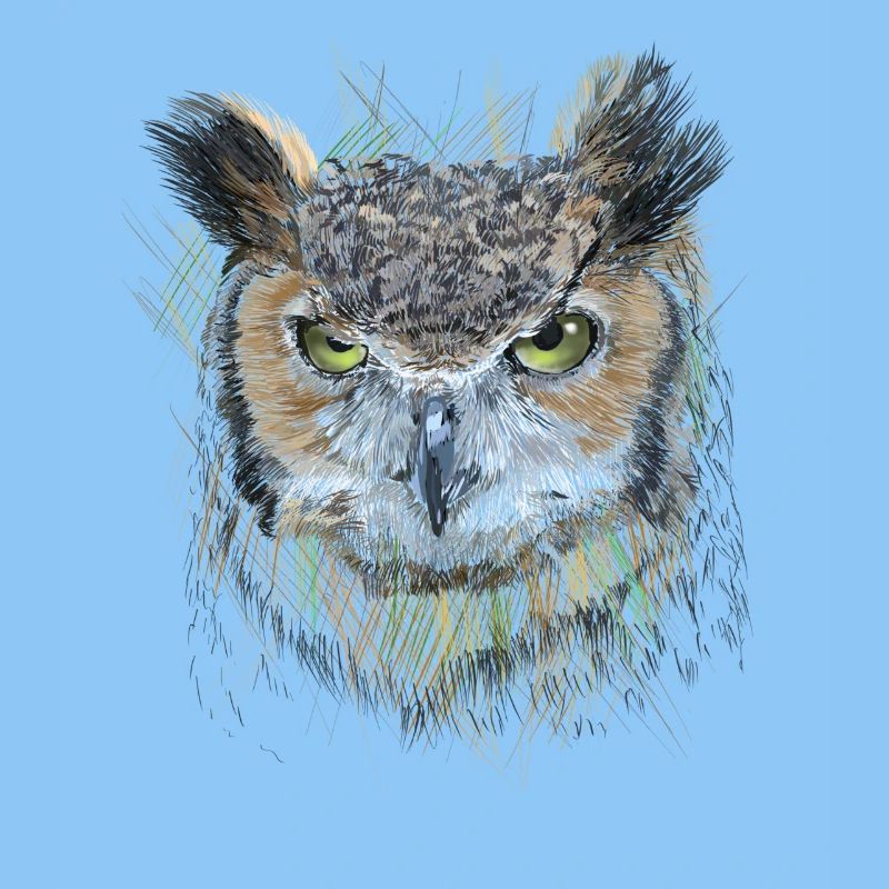 Owl
