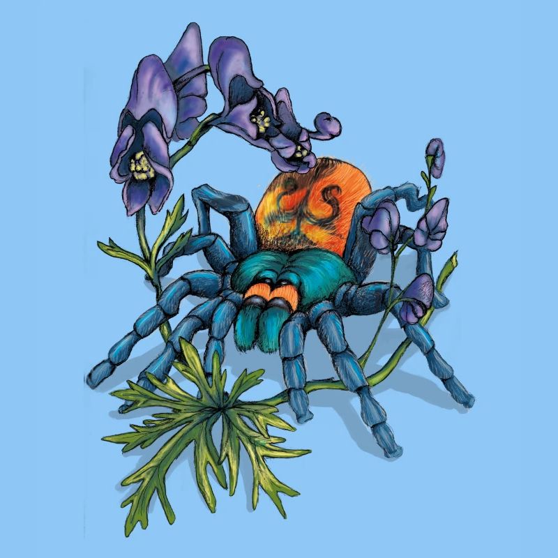 Spinne (Arachne)