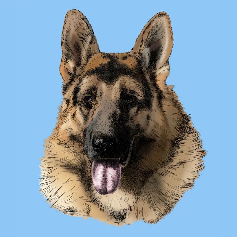 German shepherd