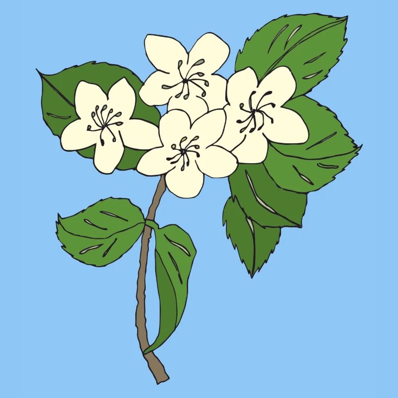 birnbaum blüten
