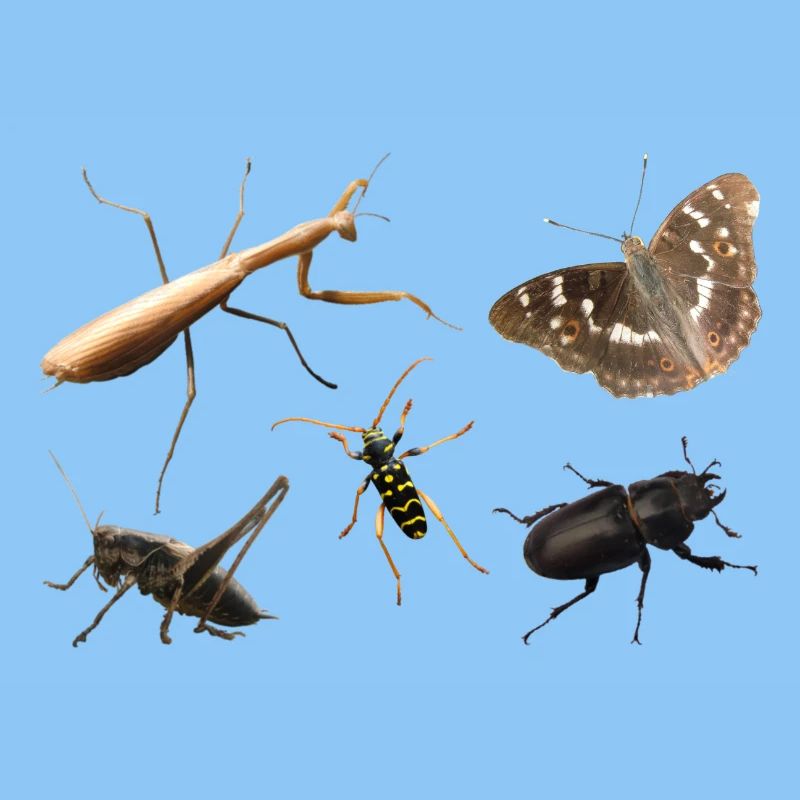 Insectes