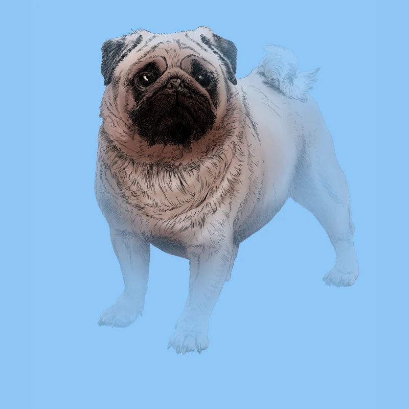 Mops