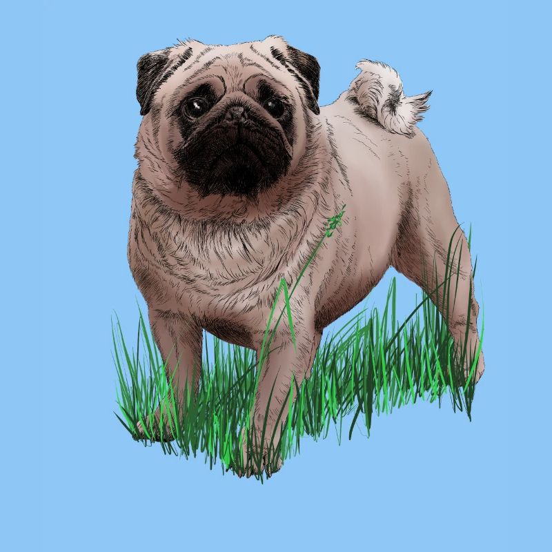 Pug