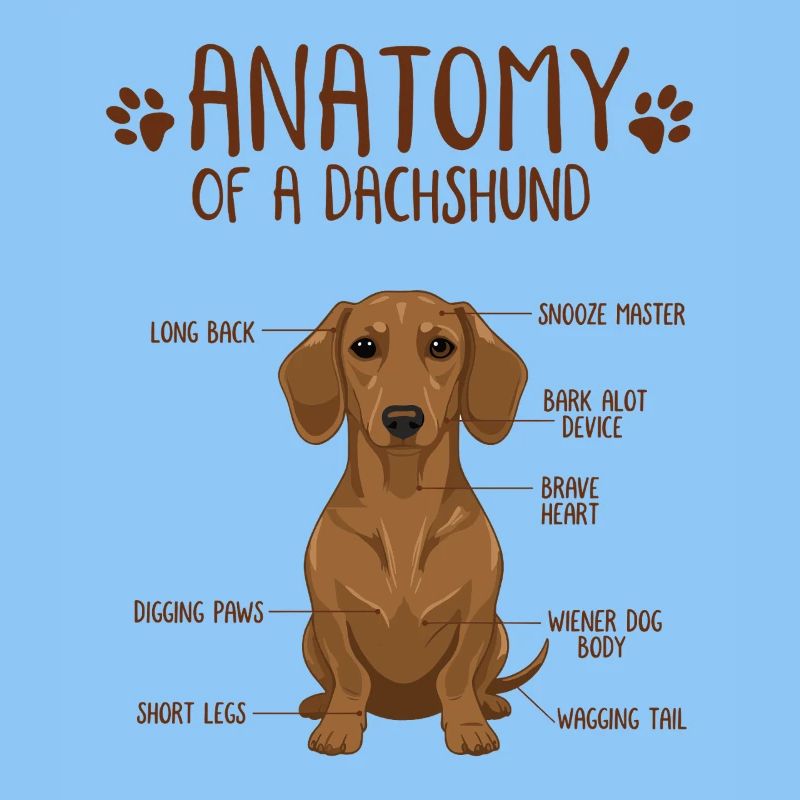 Anatomie d’un teckel