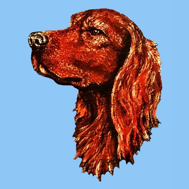 Irish Setter Portrait