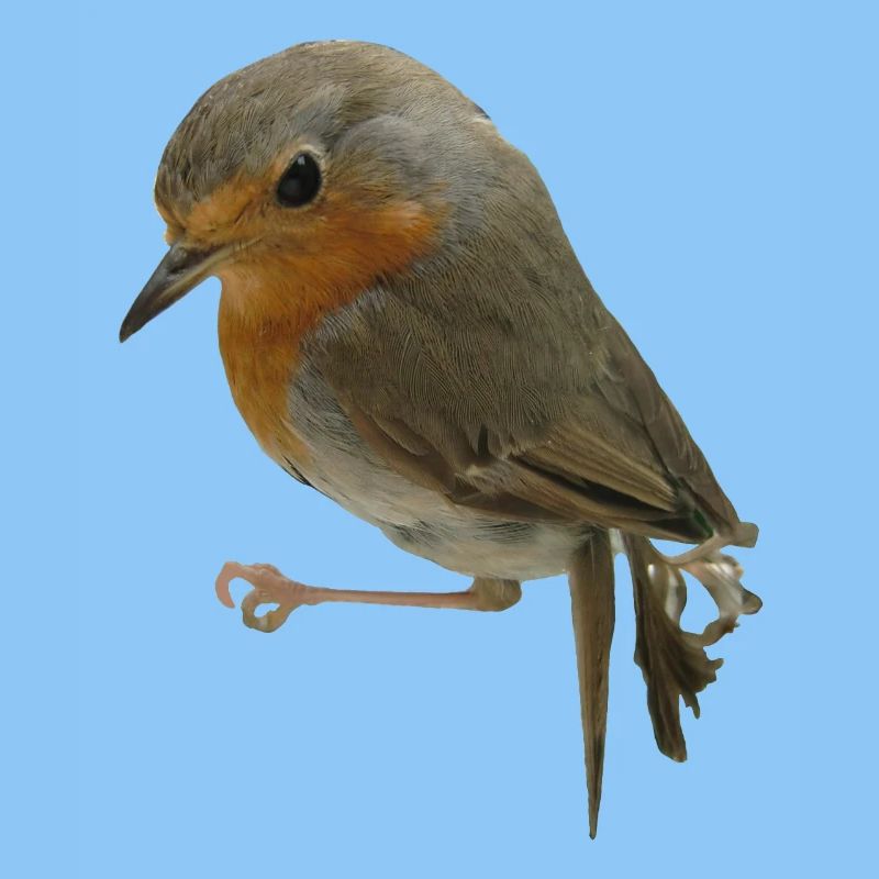 Rotkehlchen