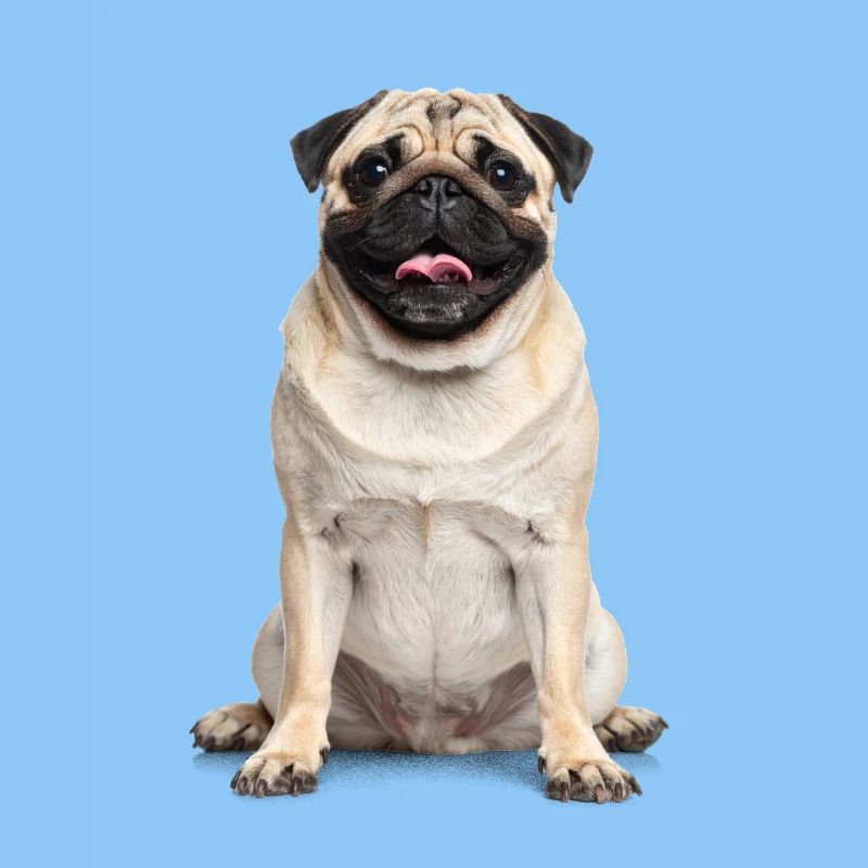 Mops – Charmant, knuffig & voller Liebe!