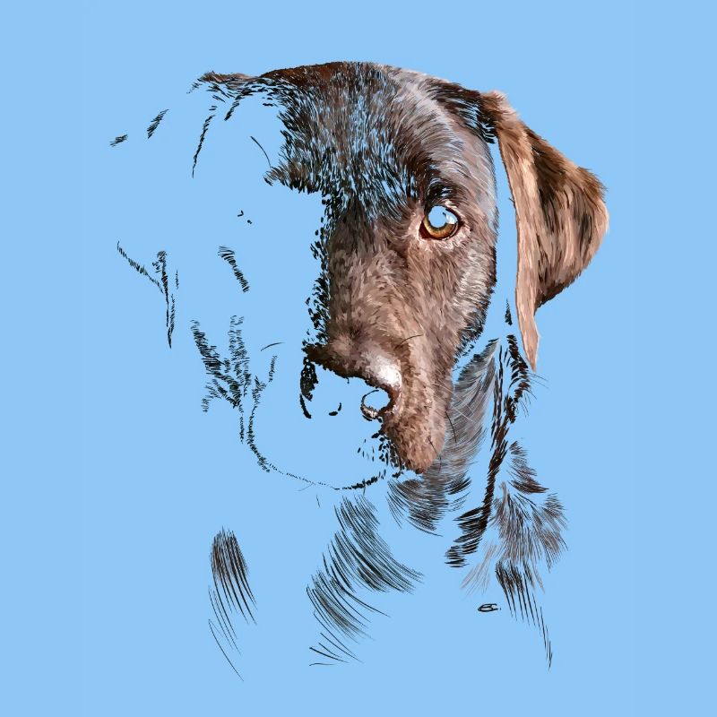 Labrador