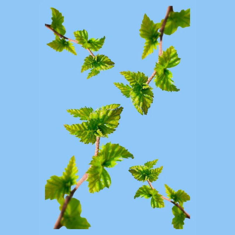 BIRCH