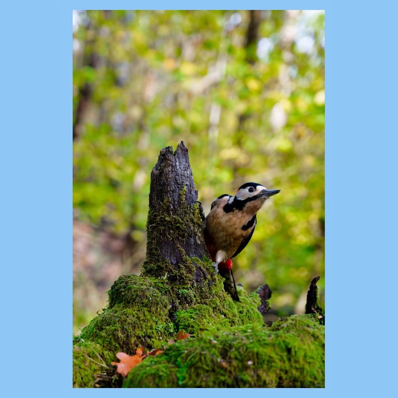 Waldspecht auf moosigem Baumstumpf