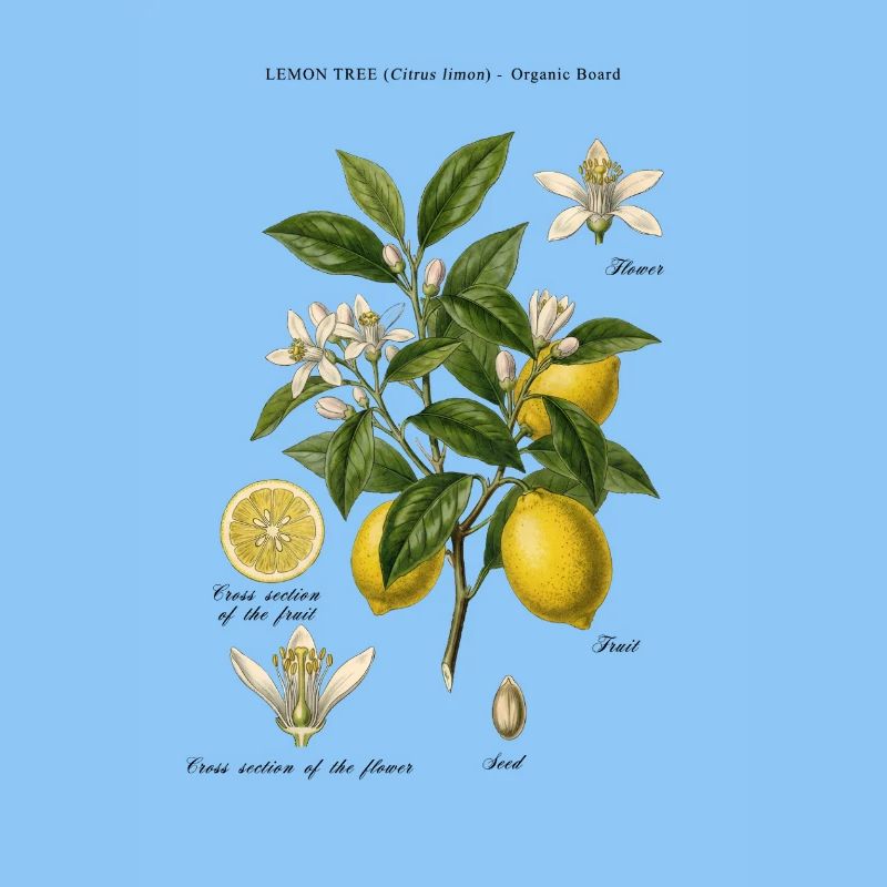 Lemon Tree Vintage Botanischer Ast