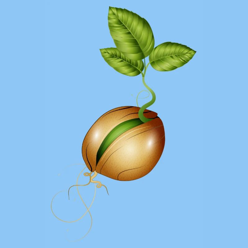 germination de petites graines dans le sol