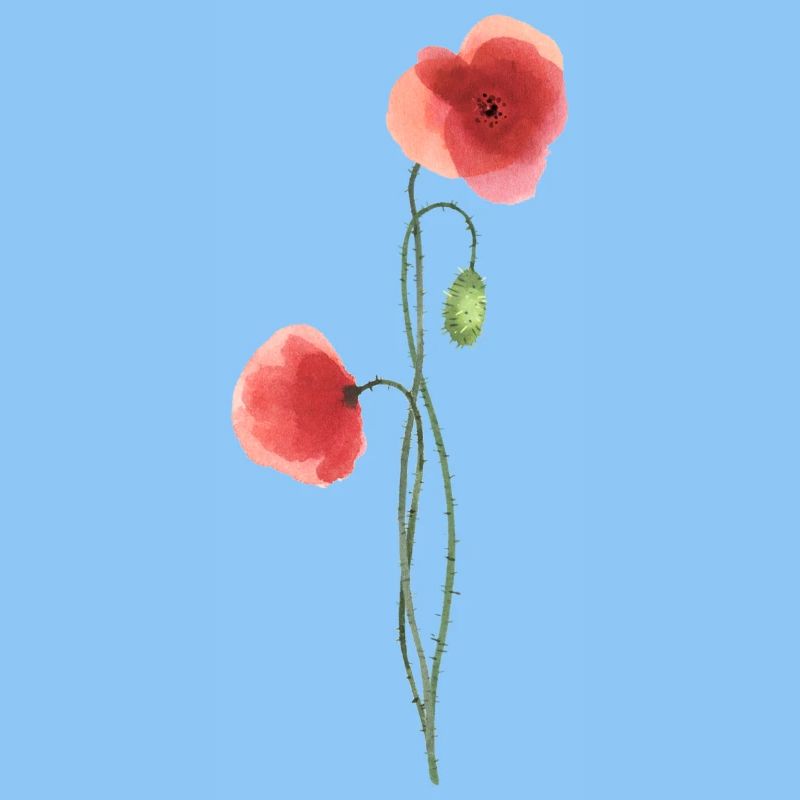 Flower: red poppy