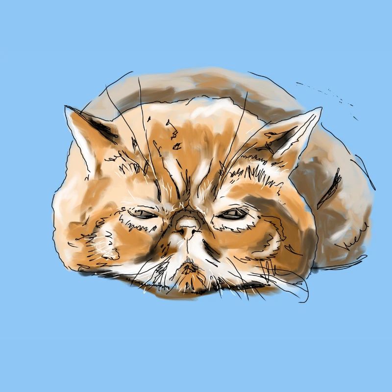 Chat persan