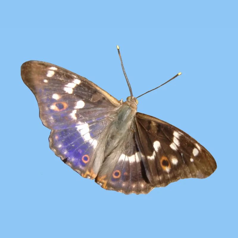 Kleiner Schillerfalter