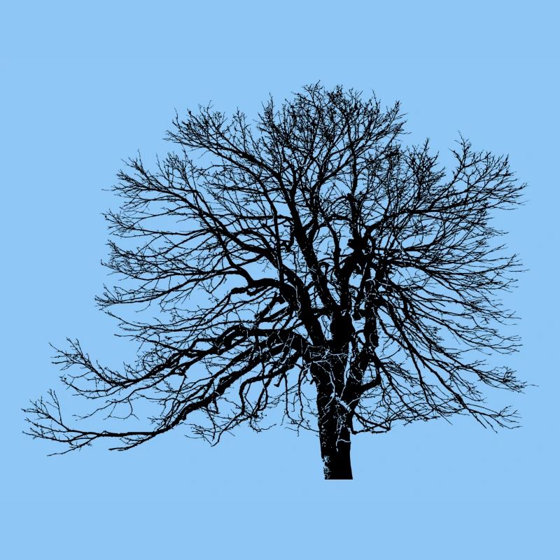 Tree - Nature