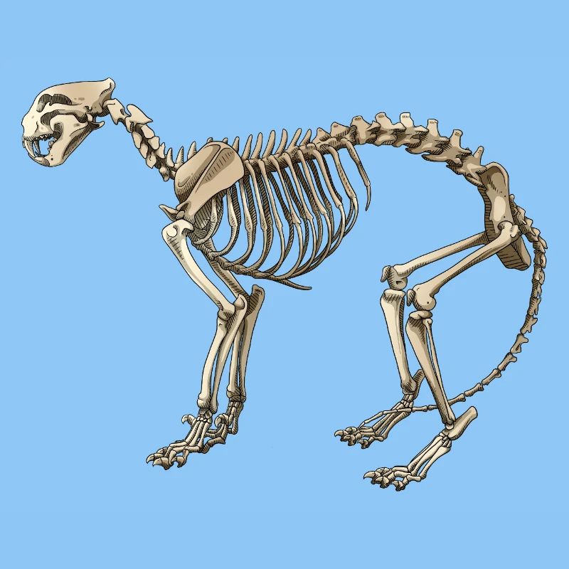 Illustration Cat Skeleton