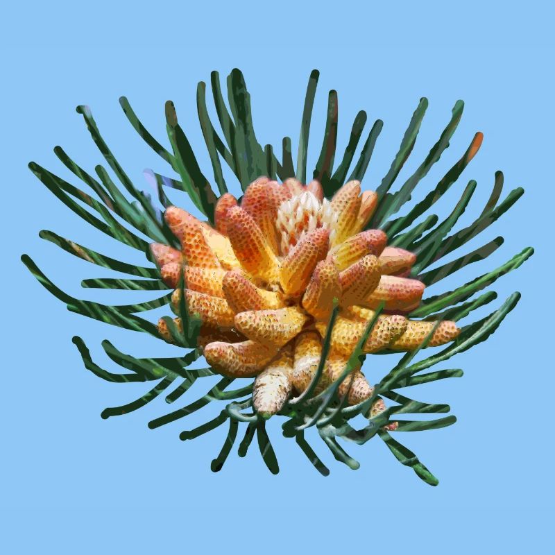 Branches de sapin créatives