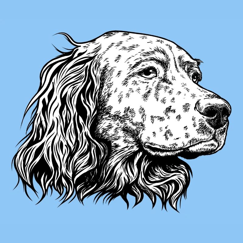 Portrait de setter anglais sw