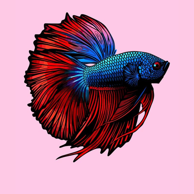 Bettas Betta Poisson Betta