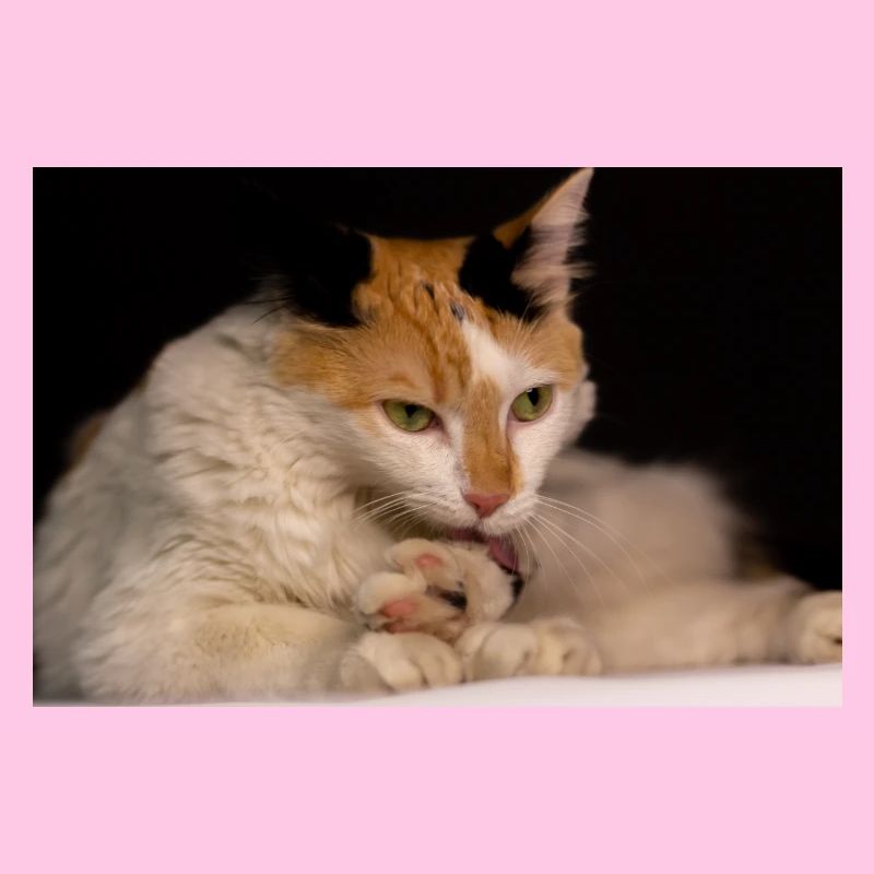 le chat