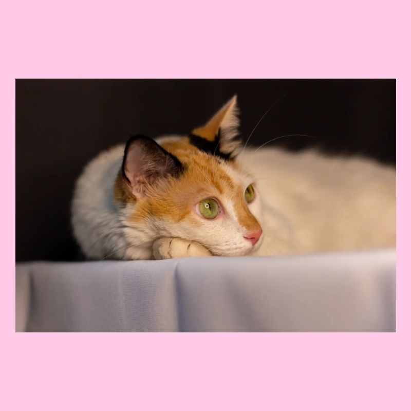 The cat