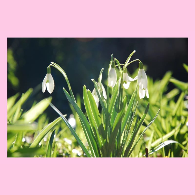 Snowdrop Spring Bloom Design